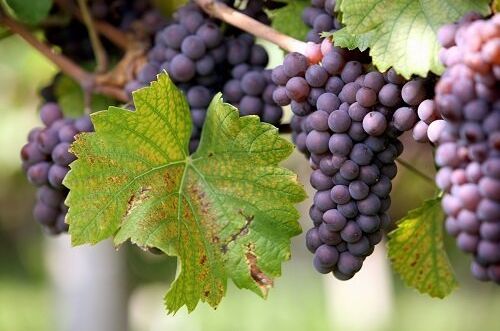 Nahaufnahme reifer Grauburgunder-Trauben an der Rebe mit grünen Blättern, perfekt für hochwertige Weine.