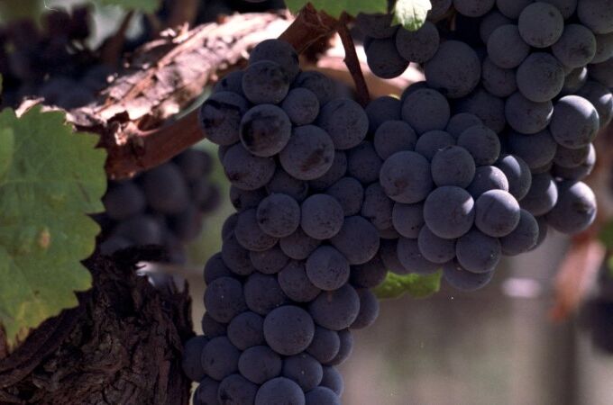 Nahaufnahme von dunklen Trauben an einem Weinstock im Château Cheval Blanc, Frankreich. Perfekt für Ihren Weingenuss!