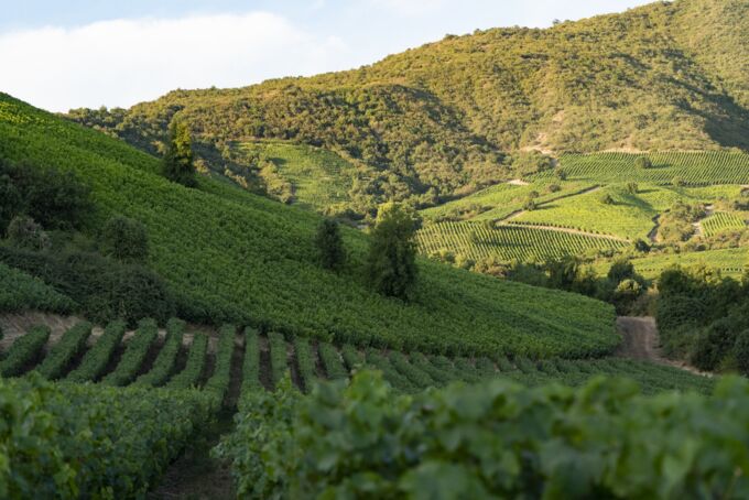 Breitläufiger Montes-Weinberg in Chile mit saftig grünen Reben auf hügeligem Terrain und bewölktem Himmel – Natur pur für edle Weine!