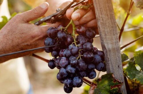 Mann erntet dunkelblaue Rotwein-Traube in einem Weinberg in Frankreich beim Sonnenuntergang, Sommertraum für Weinliebhaber.