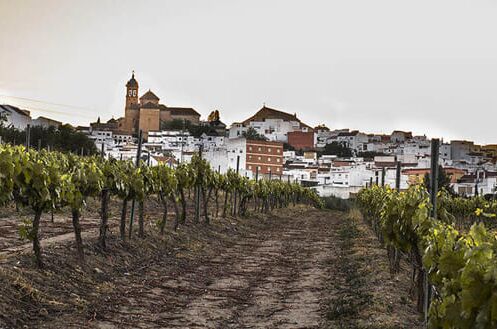 Weinberge in Spanien mit Blick auf eine malerische Stadt im Hintergrund und einem orangefarbenen Himmel.