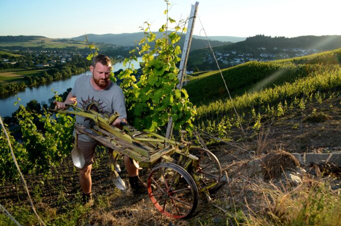 Winzer im Weingut Axel Pauly bei der Arbeit im Weinberg mit traditionellem Werkzeug an einem sonnigen Tag. Perfekter Standort für Top-Weine!