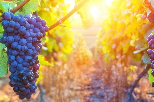 Violette Weintrauben hängen an Weinreben im Sonnenlicht, umgeben von grünen Blättern und einem goldenen Hintergrund. Perfektes Erntebild!