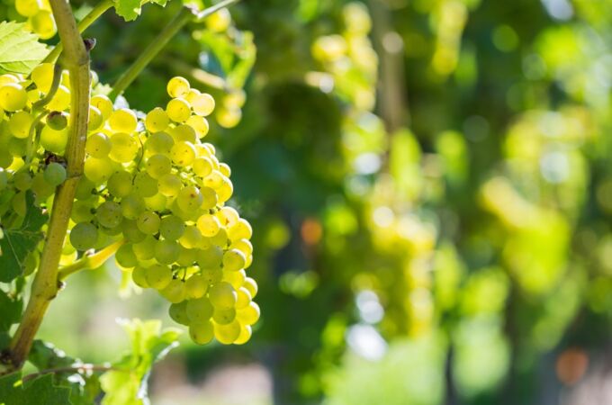 Müller-Thurgau Nahaufnahme eines sonnendurchflutetenTraubenhangs mit leuchtend gelben Weintrauben und grünem Laub im Hintergrund.