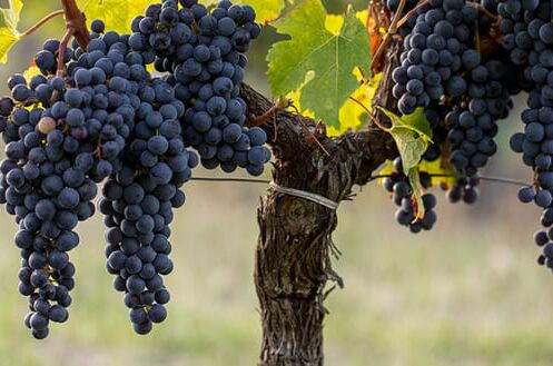 Dicht gewachsene, dunkle Cabernet Sauvignon-Weintrauben an einem Weinstock mit grün-gelben Blättern in einem Weinberg. Perfekt für feine Rotweine!