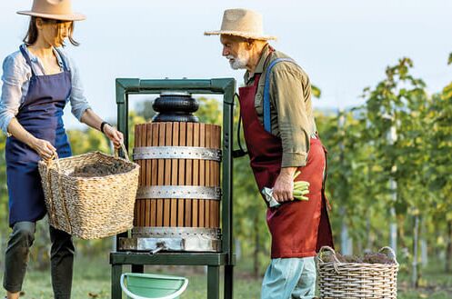 Zwei Winzer bei der Traubenernte im Bordeaux, Castillon Côtes de Bordeaux, mit traditioneller Weinpresse im Weinberg.