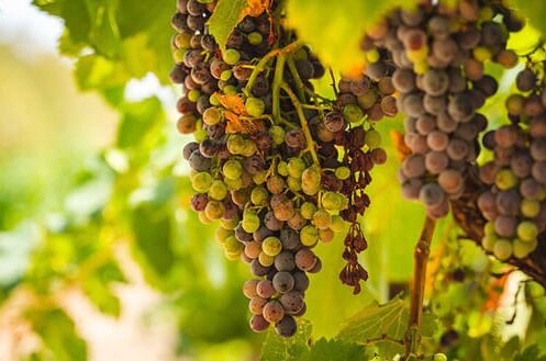 Nahaufnahme von reifen Primitivo-Zinfandel-Trauben am Weinstock in einem sonnigen Weinberg. Entdecken Sie die Vielfalt von Primitivo-Weinen.