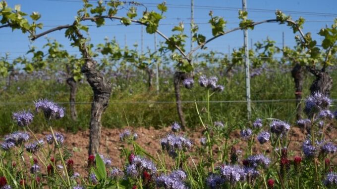 Weinreben des Bio-Weinguts SJ Montigny in voller Blüte mit lila und roten Blumen im Vordergrund, blauer Himmel im Hintergrund. Ideal für biologische Weine!