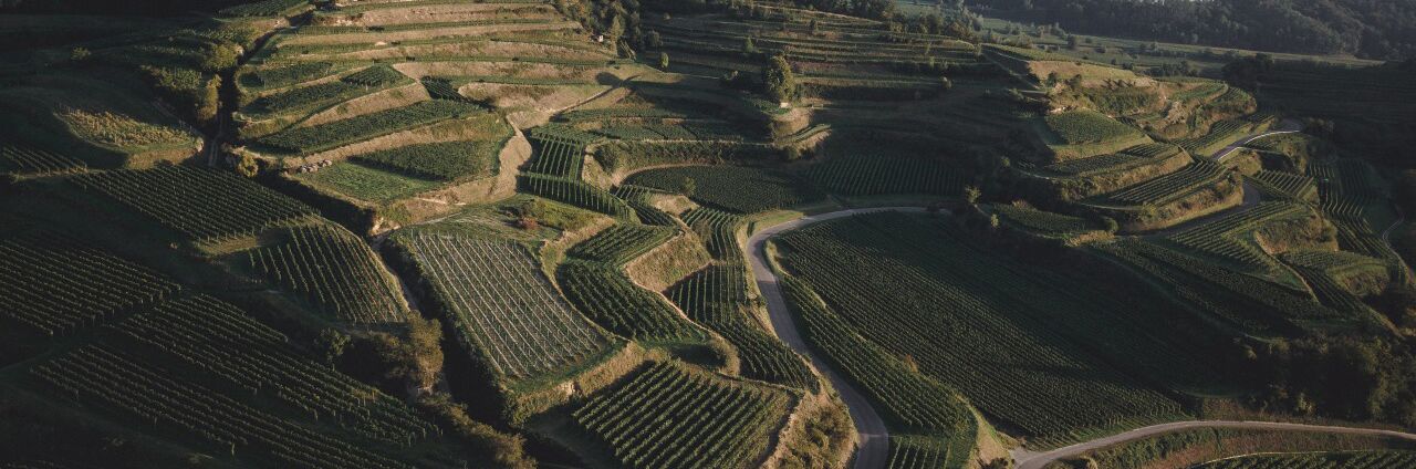 Die malerischen Weinberge von Bickensohler Weinvogtei Steinfelsen mit terrassierten Reben und gewundenen Wegen.