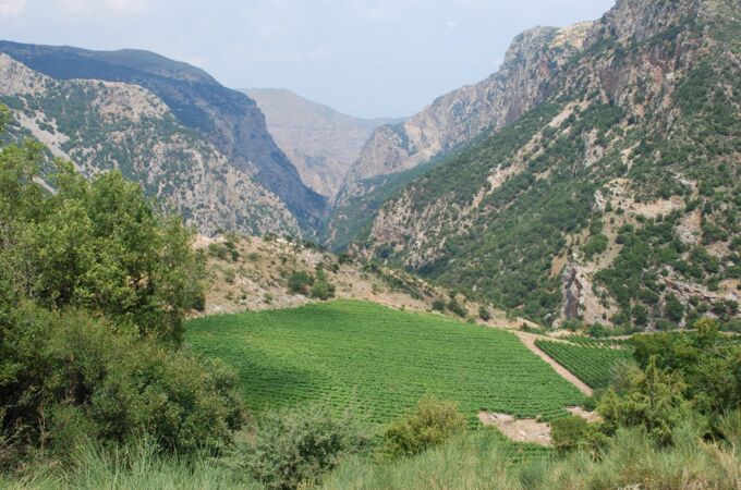 Griechisches Weingut Cavino in einem malerischen Tal, umgeben von üppigen Weinbergen und Bergen. Perfekt für Weinliebhaber!