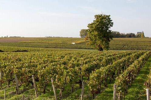 Ein weitläufiger Weingarten im Haut-Médoc-Gebiet, Bordeaux mit Reihen grüner Reben unter einem klaren Himmel. Genießen Sie feinsten Bordeaux