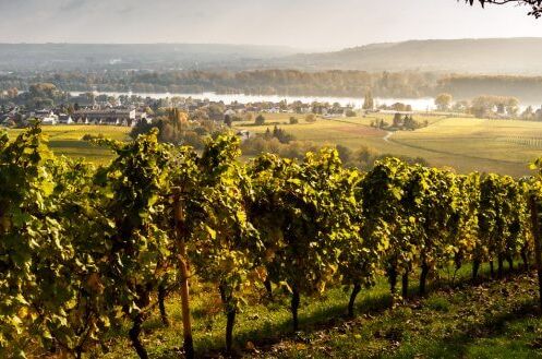 Sonnenbeschienene Weinberge im Rheingau mit Blick auf den Rhein und die umliegenden Dörfer, ideal für Liebhaber deutscher Weine.