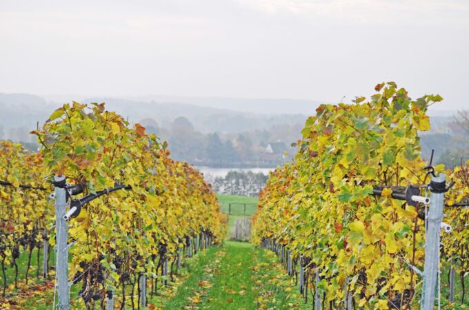 Foto eines Weinbergs im Herbst mit buntem Laub und Weinreben, idyllisch am Fluss gelegen. Ideal für Weinliebhaber!