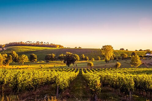 Landschaft der Bordeaux-Weinberge bei Sonnenuntergang. Üppige Weinreben und blauer Himmel zeigen die Schönheit des Weinbaugebiets.