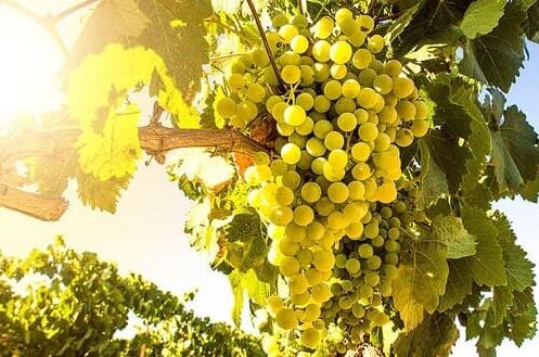 Nahaufnahme von Grünen Veltliner Trauben am Rebstock bei Sonnenschein in einem Weingarten. Perfekte Trauben für erlesene Weine!