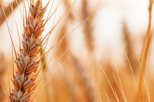 Nahaufnahme von reifen Weizenähren auf einem Feld bei Sonnenschein, Grundlage für die Kornherstellung.