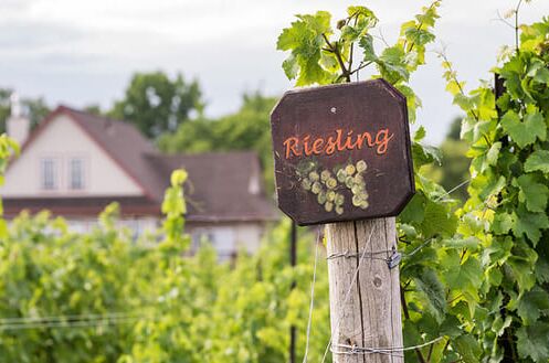 Riesling-Weinberg mit Holzschild inmitten von grünen Reben und einem Landhaus im Hintergrund.