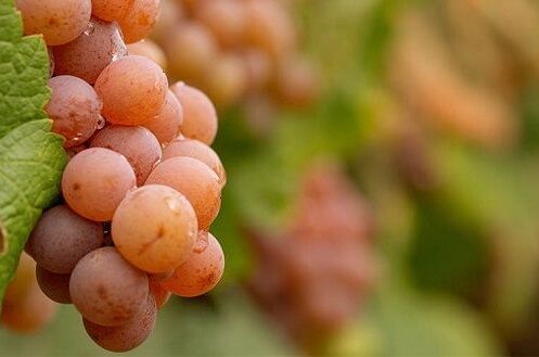 Reife rosafarbene Trauben für deutschen Roséwein, nahaufnahme im Weinberg, mit grünem Laub im Hintergrund. Genießen Sie Geschmack und Frische.