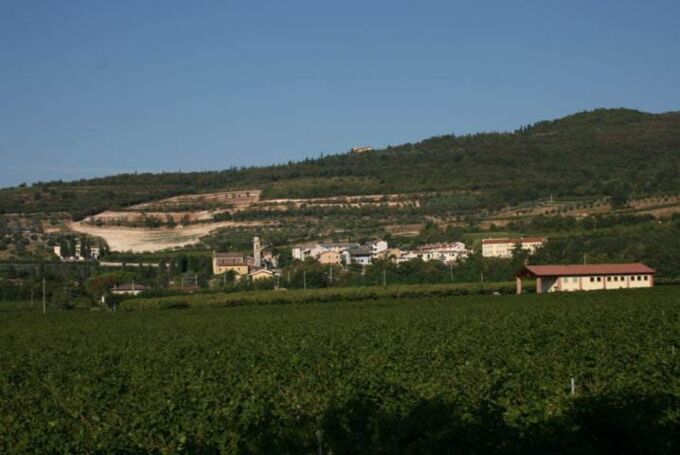 Weitläufiger Blick auf den Tenuta Marcati Weinberg in Italien, mit sich weit erstreckenden grünen Reben und umliegenden Hügeln, perfekt für Weinliebhaber.