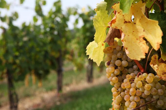 Nahaufnahme eines Weinbergs in Ungarn mit goldgelben Trauben der Tokajer Rebsorte. Die reifen Früchte hängen an der Rebe, umgeben von herbstlich verfärbten gelben Weinblättern.