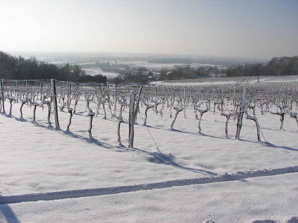 Schneebedeckte Weinberge von Vignobles Gonfrier im Winter in Frankreich. Perfekte Bedingungen für hochwertige Weine.