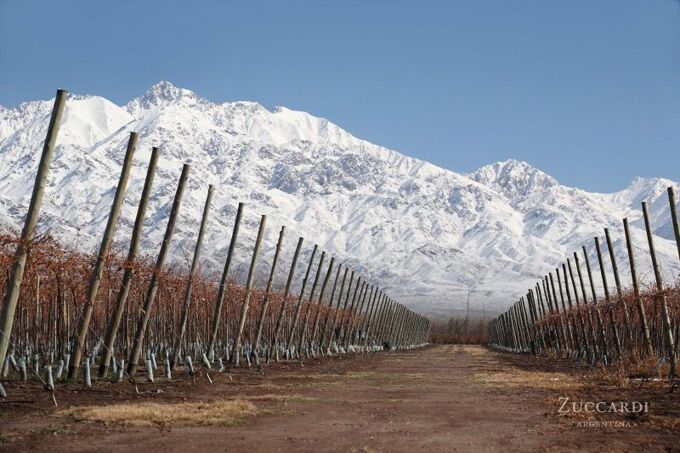 Weinberge der Zuccardi-Bodega in Argentinien mit schneebedeckten Anden im Hintergrund. Ideal für exquisite Weine.