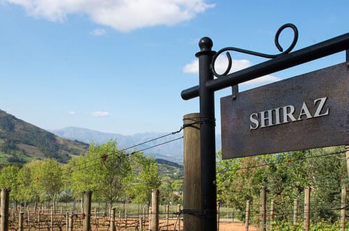 Weingut mit Shiraz-Rebstöcken und Berglandschaft im Hintergrund. Perfekt für Syrah und Shiraz-Liebhaber, entdecken Sie die Vielfalt!