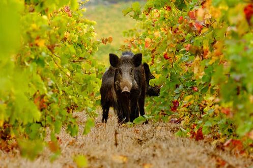 Wildschwein in einem herbstlichen Weinberg mit reifen Reben und bunten Blättern, ideal für Weine zu Wildgerichten. Natur trifft Genuss.