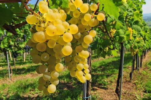 Nahaufnahme von Gutedel (Chasselas)-Weißweintrauben im Weinberg bei sonnigem Wetter, perfekte Trauben für feine Weine.