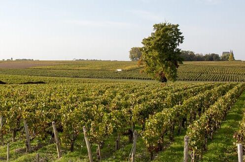 Weinberge im Médoc, Bordeaux, mit grünen Rebenreihen unter einem klaren Himmel, hervorragende Bedingungen für Top-Weine.