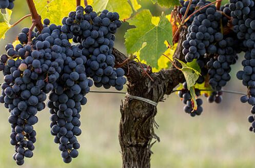 Nahaufnahme von reifen, dunkelblauen Merlot-Trauben an einem Weinstock im Bordeaux-Gebiet, perfekt für hochwertigen Pomerol-Wein.