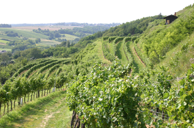 Weinberge der Pfaffl Sonnenleiten in Österreich im Sommer, mit gepflegten Reihen von Reben, sanften Hügeln und einem Blick auf die Ferne. Entdecken Sie exquisite Weine!