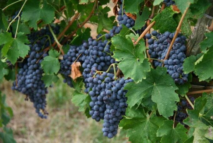 Blaue Corvina-Trauben der Tenuta Marcati, in Reben hängend, umgeben von grünen Blättern – Qualitätswein aus Italien.