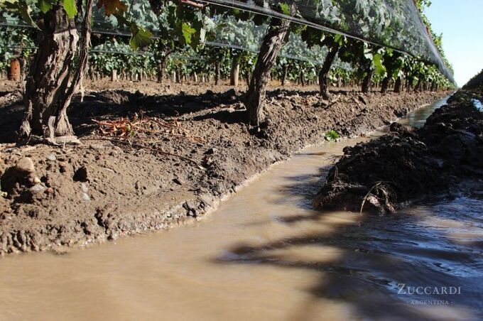 Nahaufnahme von Zuccardi-Weinreben in Argentinien mit Bewässerung auf den Los Membrillos-Weinbergen. Premium im Geschmack!