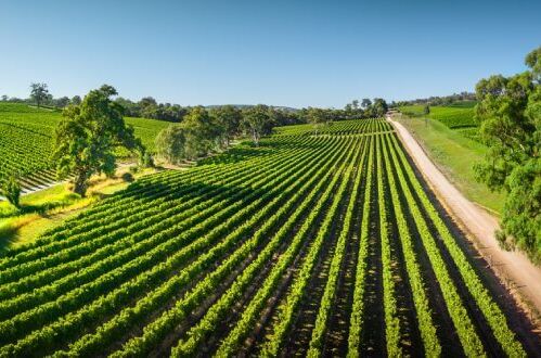 Weinreben in einem großen, grünen Weinberg in Australien unter blauem Himmel – entdecken Sie die Vielfalt australischer Weine.