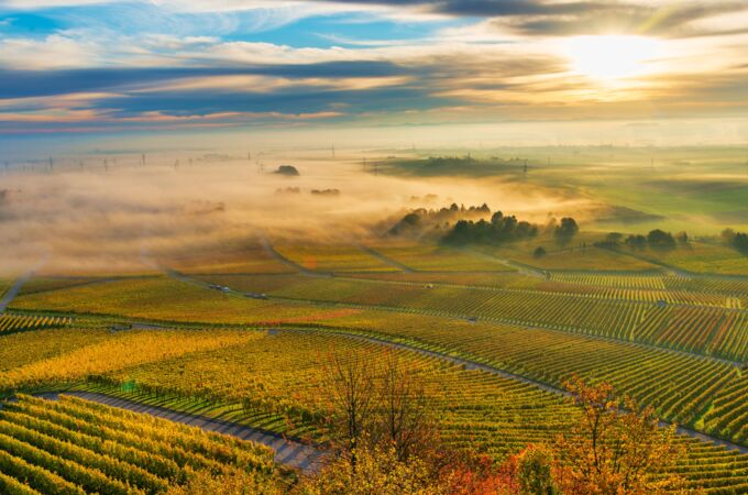 Weinberg von Christian Hirsch bei Sonnenaufgang, spätherbstliche Landschaft mit Morgennebel und Detailreichtum. Perfekt für erstklassige Weine!