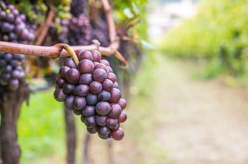 Trauben des Grauburgunders (Pinot Grigio) am Weinstock in einem sonnigen Weinberg, ideal für erlesene Weine.