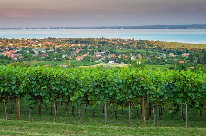 Ein ungarischer Weinberg mit üppigen grünen Reben im Vordergrund. Im Hintergrund erstreckt sich eine ruhige Landschaft mit einem Dorf und einem weiten, blauen See.