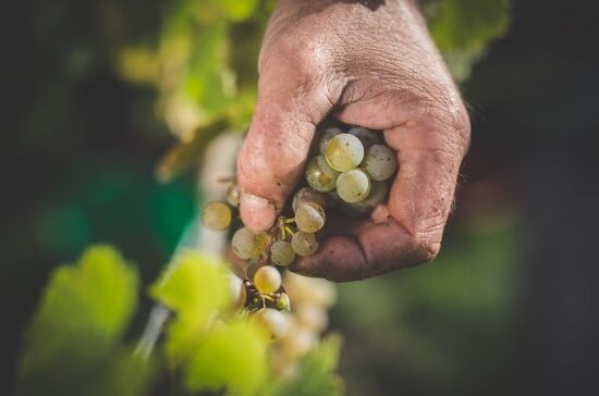 Hand hält Trauben am Weinstock im Weingut Allendorf. Frische Trauben für hochwertigen Wein.