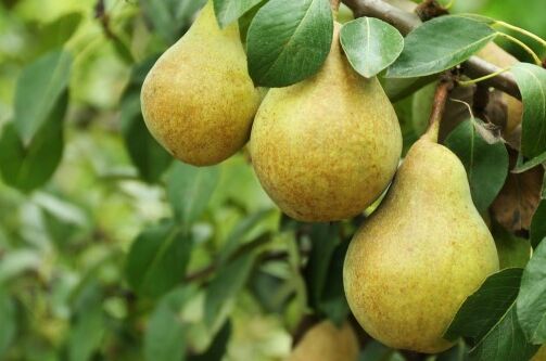 Grüne Williamsbirnen am Baum, reif und saftig; hochwertige Grundlage für unseren Obstbrand.