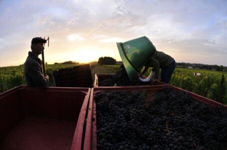 Zwei Winzer bei der Ernte von roten Trauben in einer französischen Weinregion bei Sonnenuntergang.