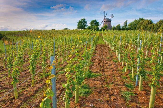 Hübscher Weinberg von SJ Montigny mit historischer Mühle im Hintergrund, grüne Weinstöcke und blauer Himmel. Ein perfekter Ort für Weinliebhaber!