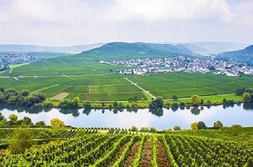 Luftaufnahme eines Weinbergs in Deutschland mit einer kurvigen Flusslandschaft und einem Dorf im Hintergrund. Idyllische Weinlandschaft für feinste Weine.