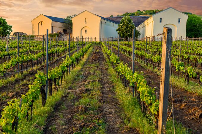 Weinberg in Ungarn bei Sonnenuntergang, mit gepflegten Rebenreihen, die zu gelben Weingutgebäuden führen.