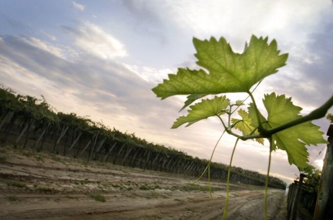 Zweige von Weinreben in einem argentinischen Weinberg bei Sonnenuntergang, repräsentierend Zuccardi Santa Rosa Wein.