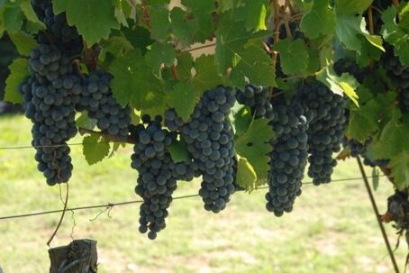 Trauben der Alibrianza-Weinreben an der Rebe im sonnenbeschienenen italienischen Weinberg mit grüner Laubkulisse.