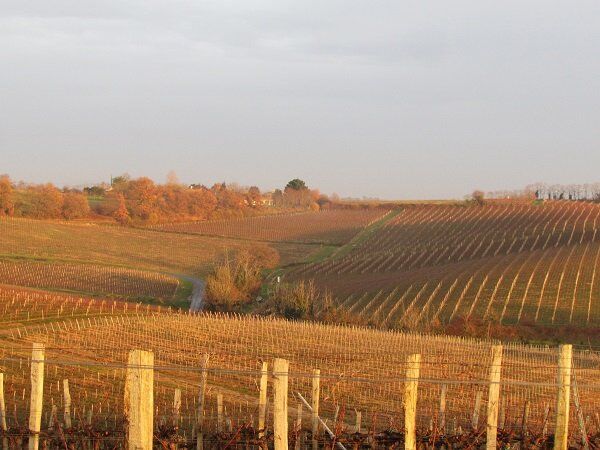 Weinberge von Chateau Tanesse in Frankreich bei Sonnenaufgang, herbstliche Farben, feine Weine im französischen Bordeaux genießen.