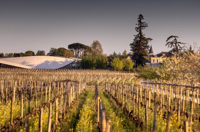 Weinberg des Château Cheval Blanc in Frankreich, grüne Reihen, modernes Gebäude und altes Château im Hintergrund. Hochwertiger Wein.