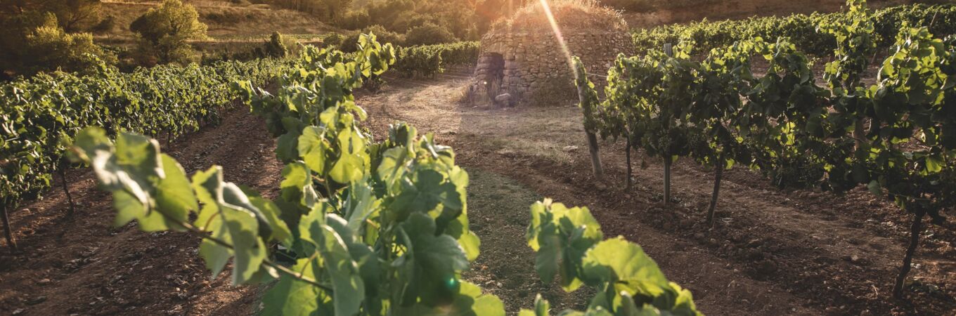 Freixenet Weinberg bei Sonnenuntergang, grüne Weinreben in Spanien, malerisches Landschaftspanorama, ideal für Weinliebhaber.