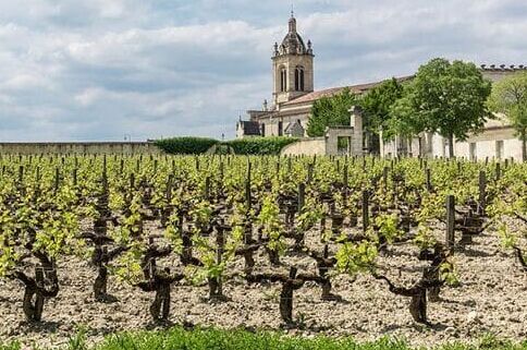 Weinberge des Chateau Margaux in Bordeaux, Frankreich, mit jungen Weinreben und historischem Gebäude im Hintergrund. Ideal für Weinliebhaber!